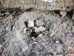 آثار قديمة تتعرض للطمس والتخريب والتدمير في مديرية حبيش - محافظة إب - صورة إضافية 1